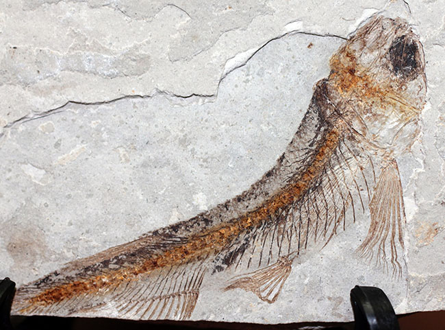 小骨まで保存された白亜紀の絶滅古代魚、リコプテラ（Lycoptera sp.）の化石（その5）