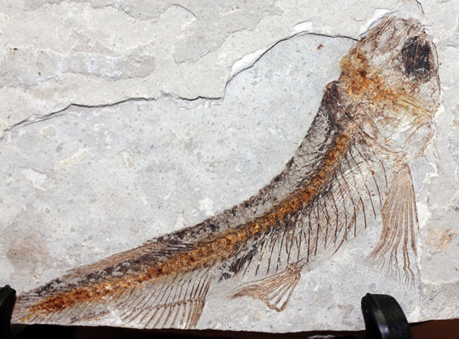 小骨まで保存された白亜紀の絶滅古代魚、リコプテラ(Lycoptera sp.)の化石(その5)