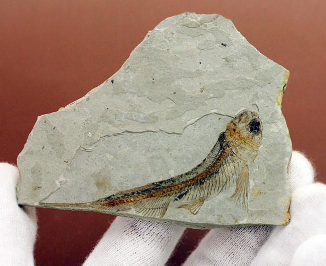 小骨まで保存された白亜紀の絶滅古代魚、リコプテラ(Lycoptera sp.)の化石(その6)