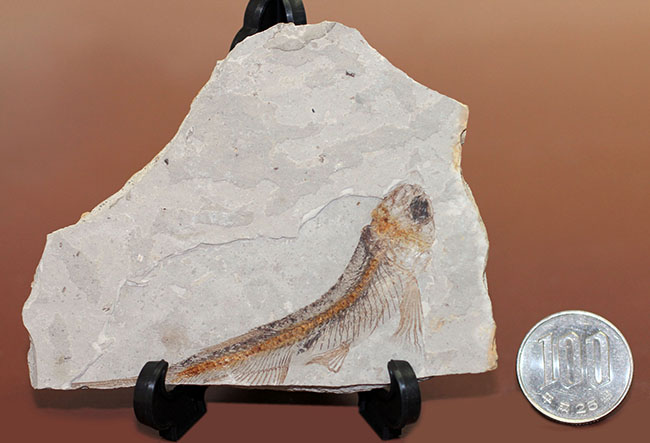 小骨まで保存された白亜紀の絶滅古代魚、リコプテラ(Lycoptera sp.)の化石(その9)