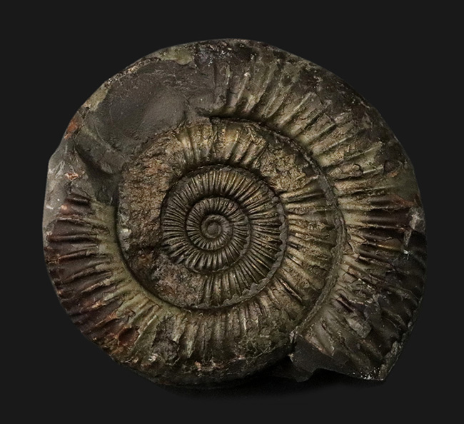 立体的３Ｄ標本！イングランド・ウィットビー産、中生代ジュラ紀を代表するアンモナイト、ダクチリオセラス（Dactylioceras commune）の化石（その2）