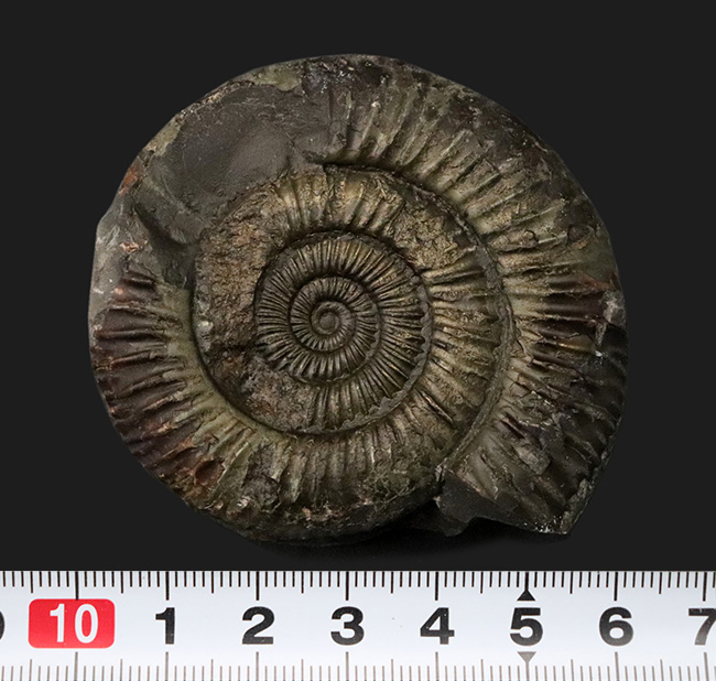 立体的3D標本！イングランド・ウィットビー産、中生代ジュラ紀を代表