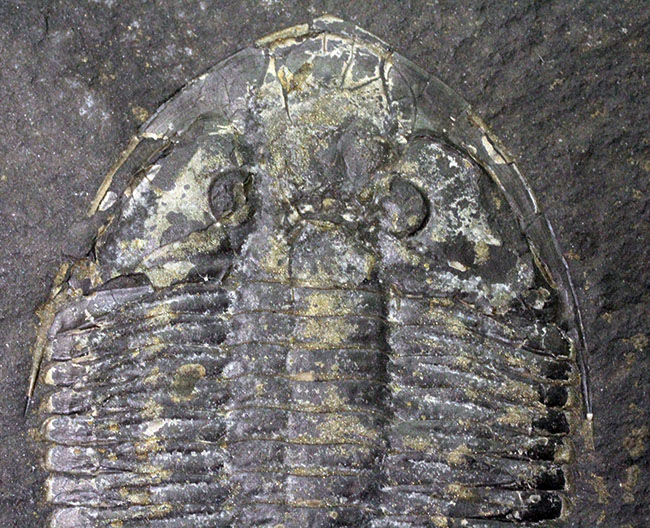 今や入手が難しくなったオンタリオ州産の希少な三葉虫、シュードジジテス（Pseudogygites latimarginatus）。オールドコレクション！（その3）