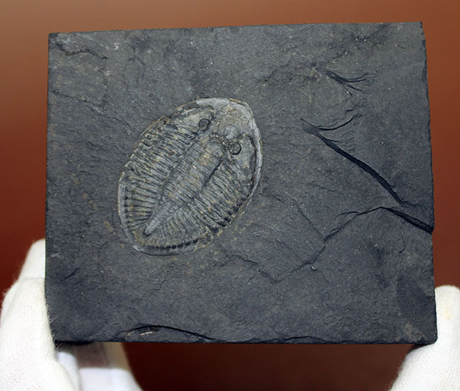 今や入手が難しくなったオンタリオ州産の希少な三葉虫、シュードジジテス（Pseudogygites latimarginatus）。オールドコレクション！（その5）