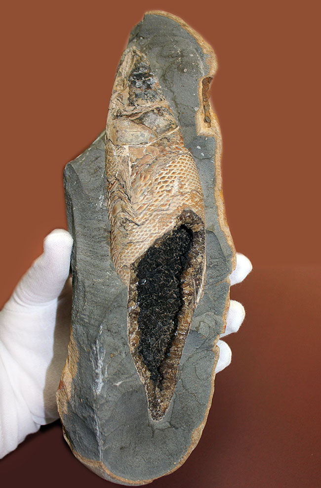 めったにお目にかかれない産状!ブラジル・セアラ州産の絶滅古代魚ラコレピスの空洞標本。(その1)