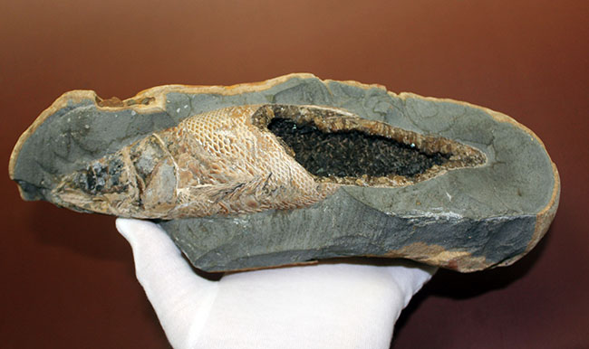 めったにお目にかかれない産状！ブラジル・セアラ州産の絶滅古代魚ラコレピスの空洞標本。（その10）