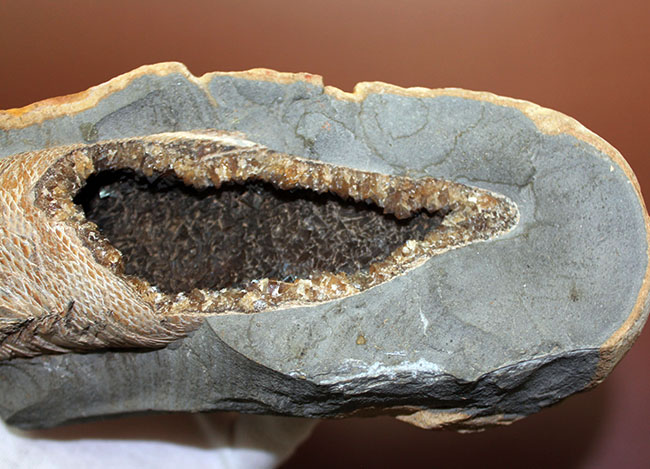 めったにお目にかかれない産状!ブラジル・セアラ州産の絶滅古代魚ラコレピスの空洞標本。(その11)