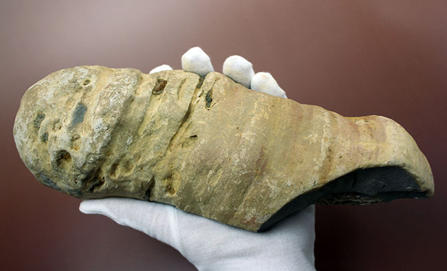 めったにお目にかかれない産状！ブラジル・セアラ州産の絶滅古代魚ラコレピスの空洞標本。（その12）