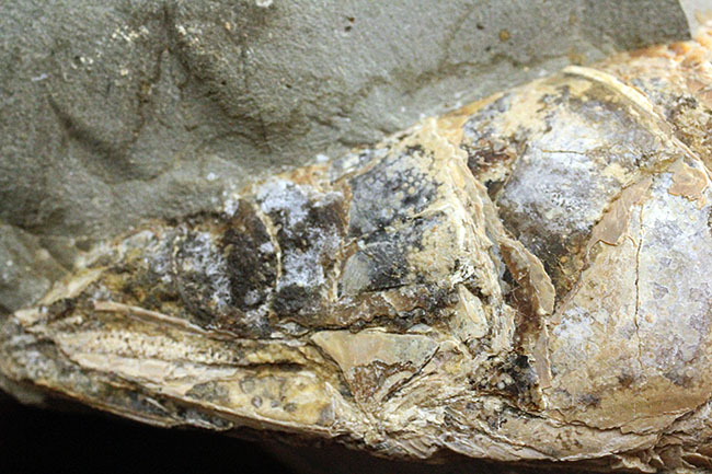 めったにお目にかかれない産状！ブラジル・セアラ州産の絶滅古代魚ラコレピスの空洞標本。（その13）