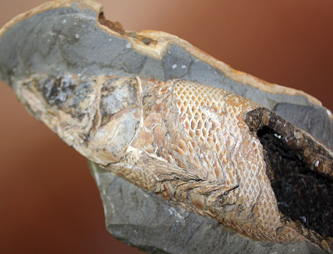 めったにお目にかかれない産状！ブラジル・セアラ州産の絶滅古代魚ラコレピスの空洞標本。（その14）