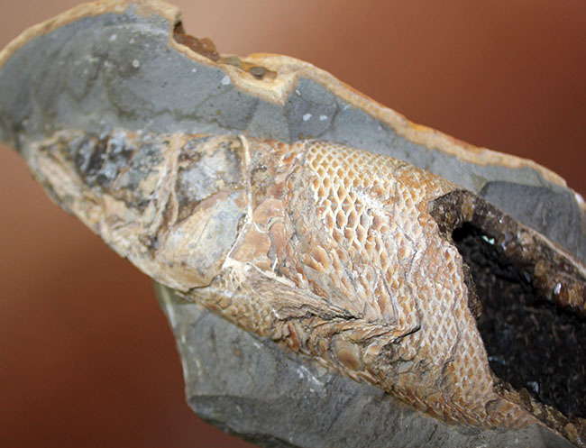 めったにお目にかかれない産状!ブラジル・セアラ州産の絶滅古代魚ラコレピスの空洞標本。(その14)