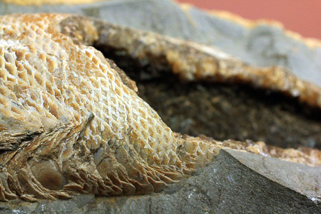 めったにお目にかかれない産状！ブラジル・セアラ州産の絶滅古代魚ラコレピスの空洞標本。（その15）