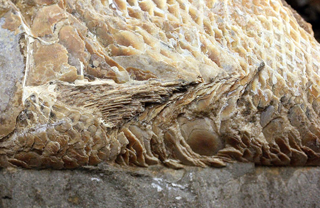 めったにお目にかかれない産状！ブラジル・セアラ州産の絶滅古代魚ラコレピスの空洞標本。（その16）