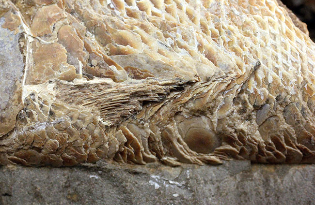めったにお目にかかれない産状!ブラジル・セアラ州産の絶滅古代魚ラコレピスの空洞標本。(その16)