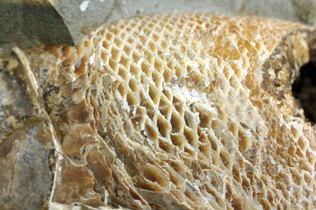 めったにお目にかかれない産状！ブラジル・セアラ州産の絶滅古代魚ラコレピスの空洞標本。（その18）