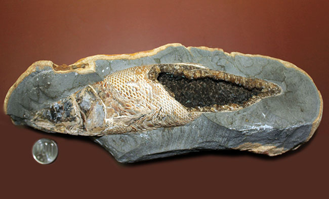 めったにお目にかかれない産状!ブラジル・セアラ州産の絶滅古代魚ラコレピスの空洞標本。(その19)
