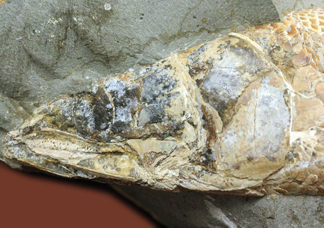 めったにお目にかかれない産状!ブラジル・セアラ州産の絶滅古代魚ラコレピスの空洞標本。(その2)