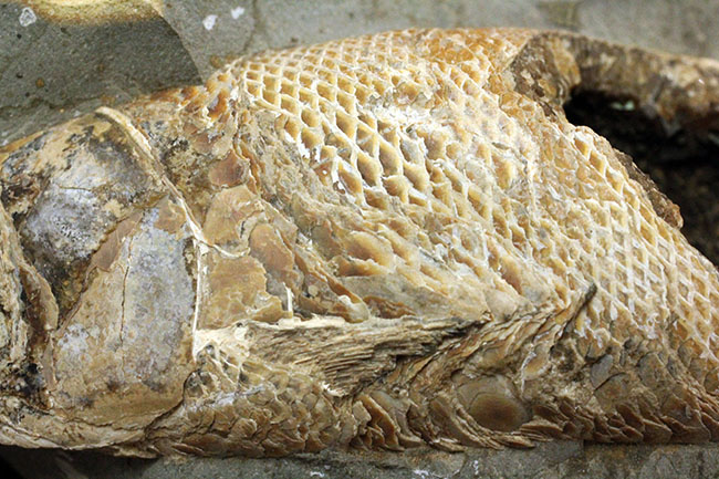 めったにお目にかかれない産状！ブラジル・セアラ州産の絶滅古代魚ラコレピスの空洞標本。（その3）