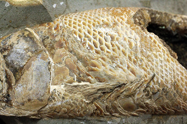 めったにお目にかかれない産状!ブラジル・セアラ州産の絶滅古代魚ラコレピスの空洞標本。(その3)