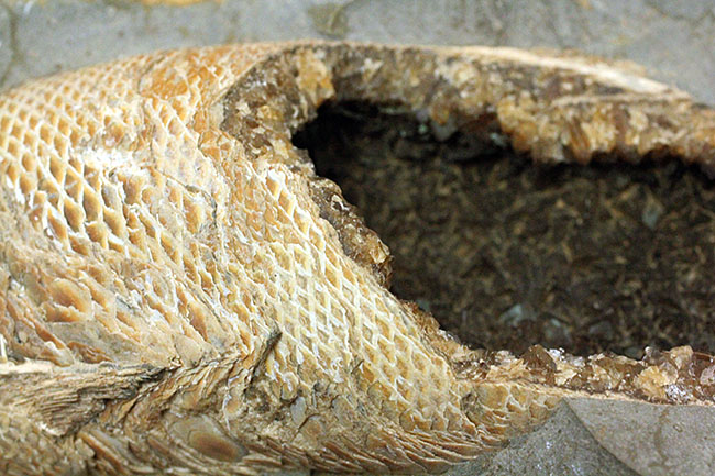 めったにお目にかかれない産状!ブラジル・セアラ州産の絶滅古代魚ラコレピスの空洞標本。(その4)