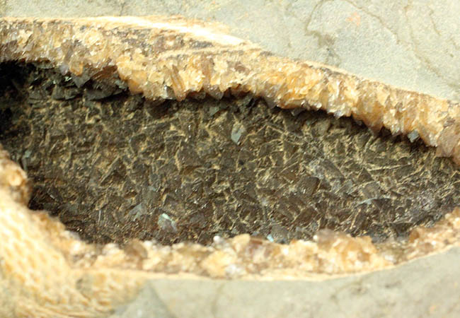 めったにお目にかかれない産状！ブラジル・セアラ州産の絶滅古代魚ラコレピスの空洞標本。（その5）