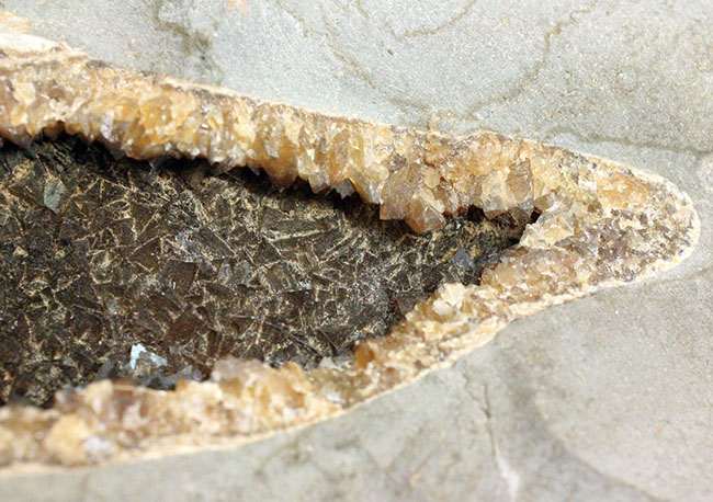 めったにお目にかかれない産状！ブラジル・セアラ州産の絶滅古代魚ラコレピスの空洞標本。（その6）