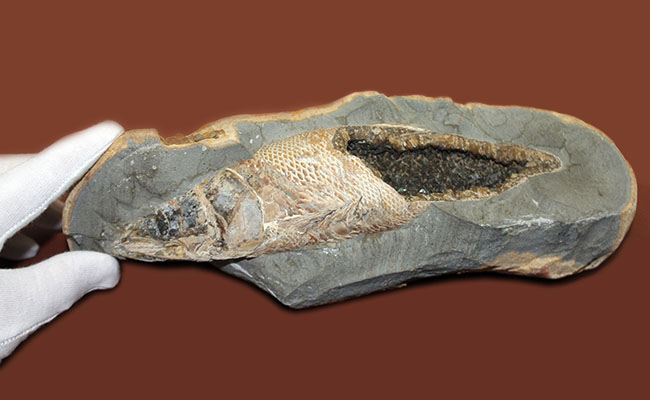 めったにお目にかかれない産状！ブラジル・セアラ州産の絶滅古代魚ラコレピスの空洞標本。（その7）