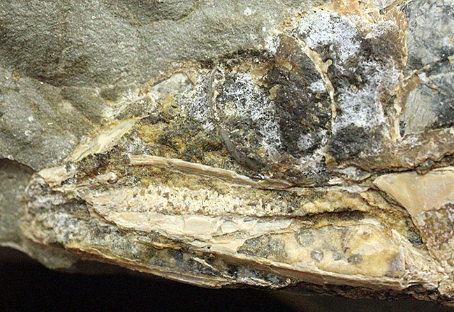 めったにお目にかかれない産状！ブラジル・セアラ州産の絶滅古代魚ラコレピスの空洞標本。（その9）