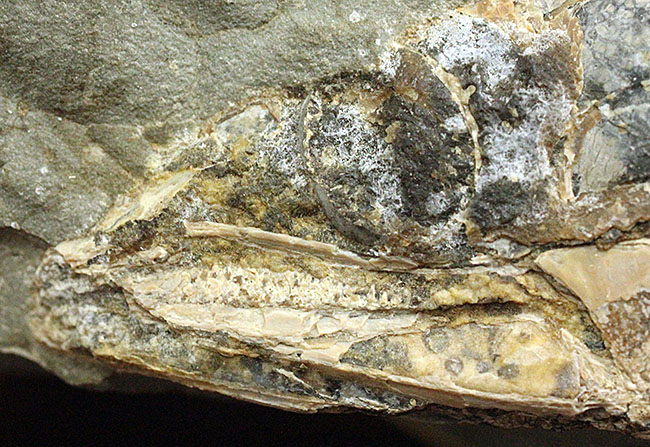 めったにお目にかかれない産状!ブラジル・セアラ州産の絶滅古代魚ラコレピスの空洞標本。(その9)