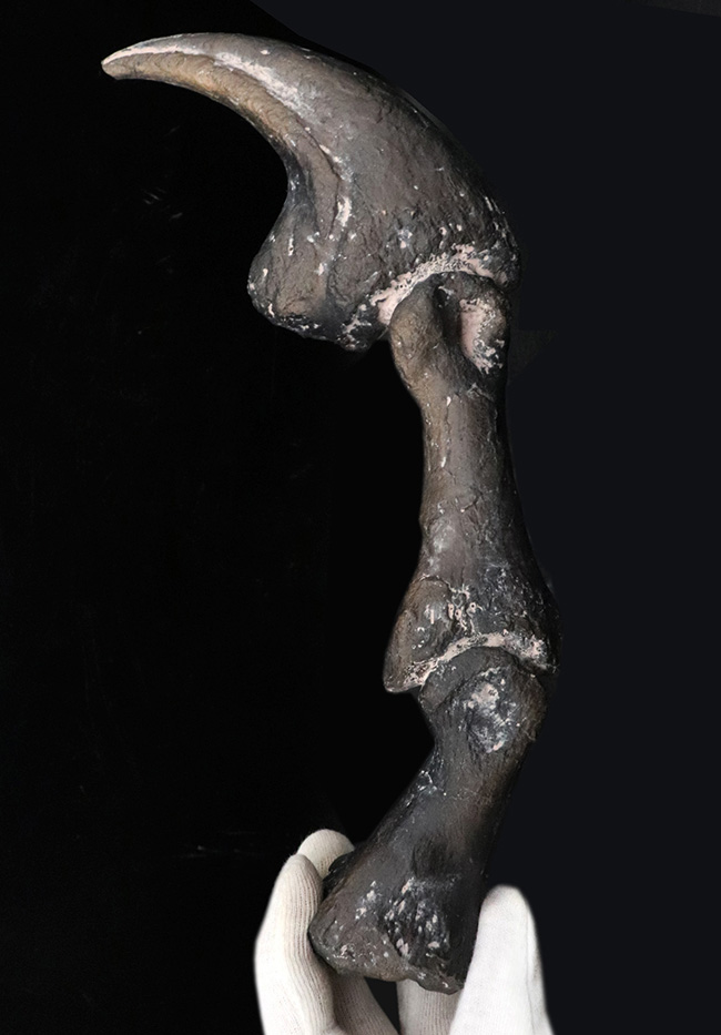 １点限り。この標本はレプリカです。ジュラ紀の北米の雄、アロサウルスのハンドクロウおよび接骨のレプリカ（その1）