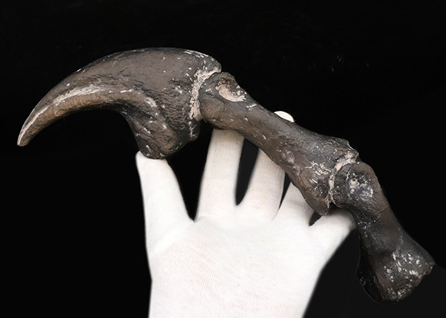 １点限り。この標本はレプリカです。ジュラ紀の北米の雄、アロサウルスのハンドクロウおよび接骨のレプリカ（その2）