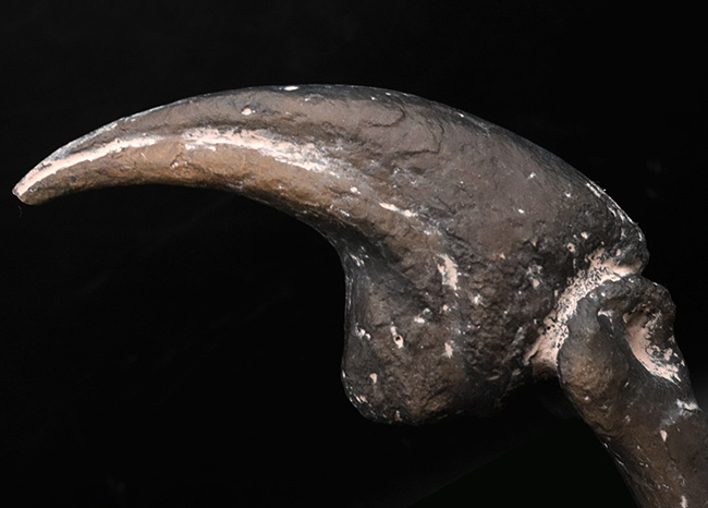 １点限り。この標本はレプリカです。ジュラ紀の北米の雄、アロサウルスのハンドクロウおよび接骨のレプリカ（その3）