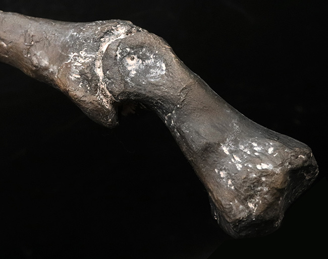 １点限り。この標本はレプリカです。ジュラ紀の北米の雄、アロサウルスのハンドクロウおよび接骨のレプリカ（その5）