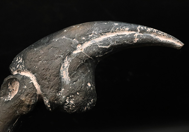 １点限り。この標本はレプリカです。ジュラ紀の北米の雄、アロサウルスのハンドクロウおよび接骨のレプリカ（その7）