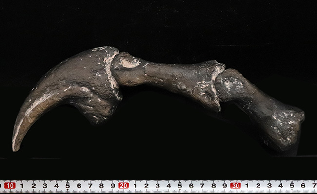 １点限り。この標本はレプリカです。ジュラ紀の北米の雄、アロサウルスのハンドクロウおよび接骨のレプリカ（その8）