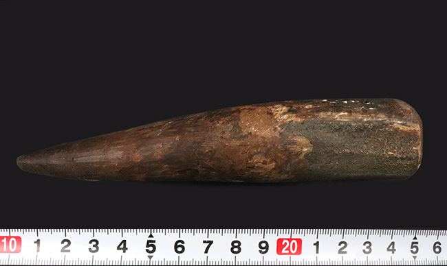 これぞ真の巨大歯化石!15センチ超え!これまで体感したことがない重量感!120グラムに達するスピノサウルス(Spinosaurus)の歯化石(その8)