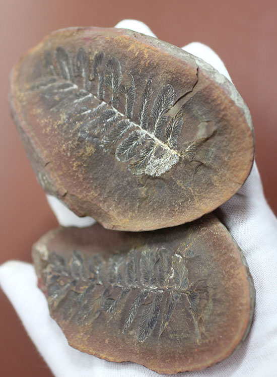 石炭紀後期の植物化石、ペコプテリス(Pecopteris sp.)（その1）