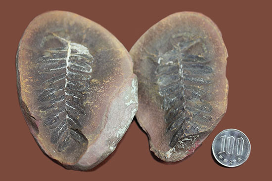 石炭紀後期の植物化石、ペコプテリス(Pecopteris sp.)（その10）