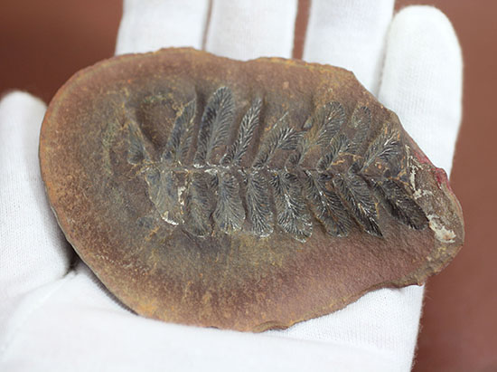 石炭紀後期の植物化石、ペコプテリス(Pecopteris sp.)（その2）