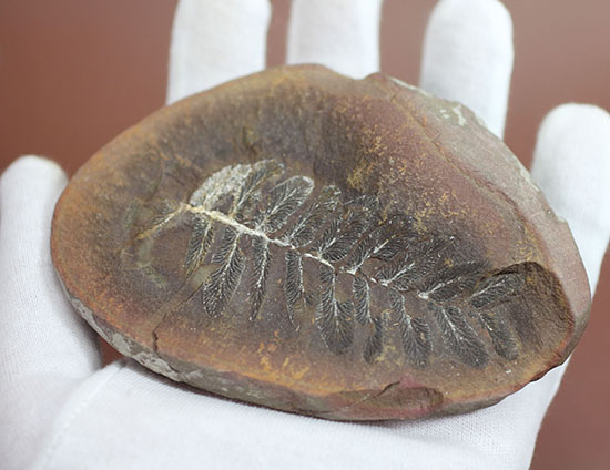 石炭紀後期の植物化石、ペコプテリス(Pecopteris sp.)（その3）
