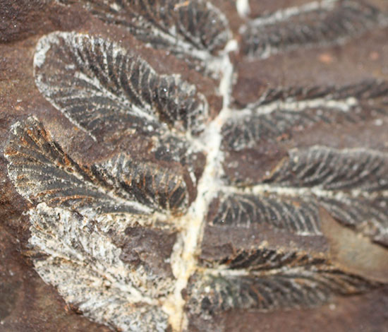 石炭紀後期の植物化石、ペコプテリス(Pecopteris sp.)（その6）