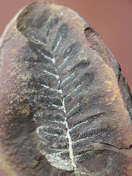 石炭紀後期の植物化石、ペコプテリス(Pecopteris sp.)（その7）