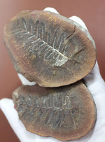 石炭紀後期の植物化石、ペコプテリス(Pecopteris sp.)