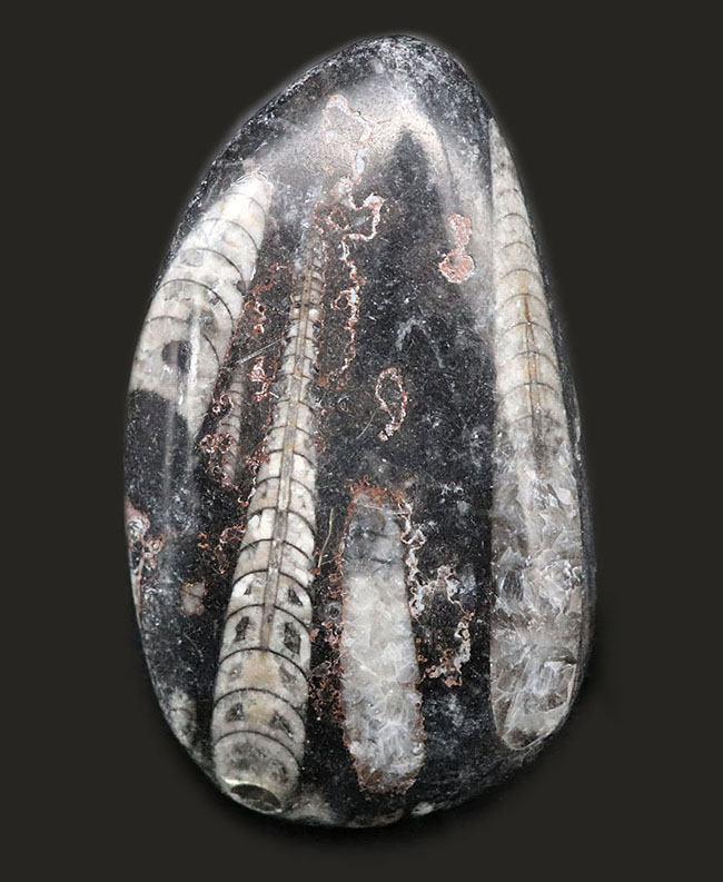 内部の構造まるわかり！頭足類の仲間、オルソセラス（Orthoceras）のマルチプレート化石。（その1）