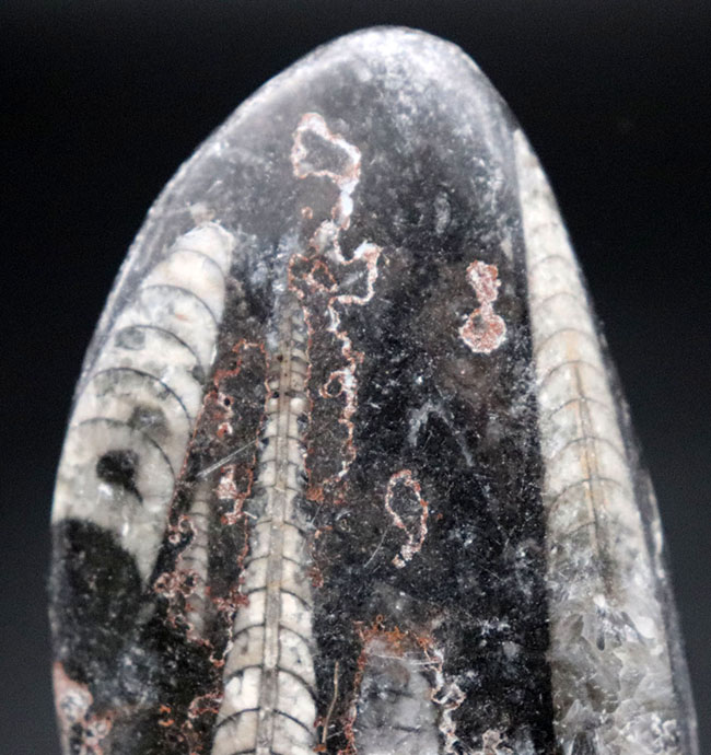 内部の構造まるわかり！頭足類の仲間、オルソセラス（Orthoceras）のマルチプレート化石。（その3）