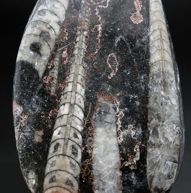 内部の構造まるわかり！頭足類の仲間、オルソセラス（Orthoceras）のマルチプレート化石。（その4）
