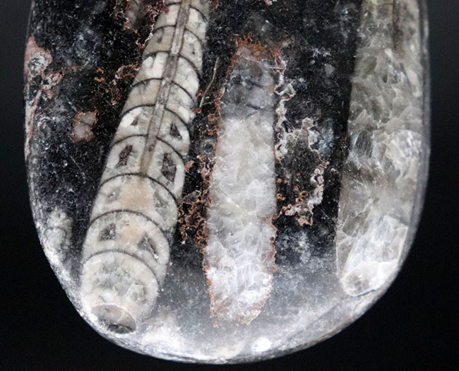 内部の構造まるわかり！頭足類の仲間、オルソセラス（Orthoceras）のマルチプレート化石。（その5）