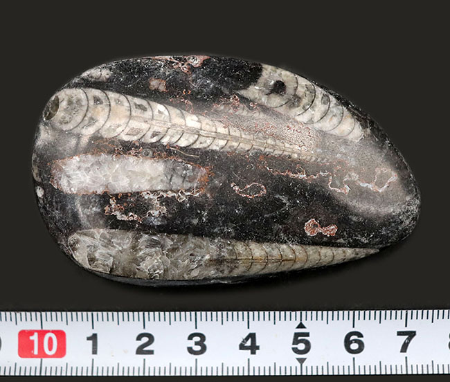 内部の構造まるわかり！頭足類の仲間、オルソセラス（Orthoceras）のマルチプレート化石。（その8）