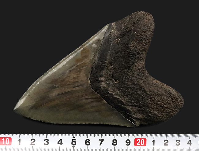三拍子揃ったコレクショングレードの標本！見事な良形、ビッグサイズ、保存状態極めて良好な、メガロドンの歯化石（その12）