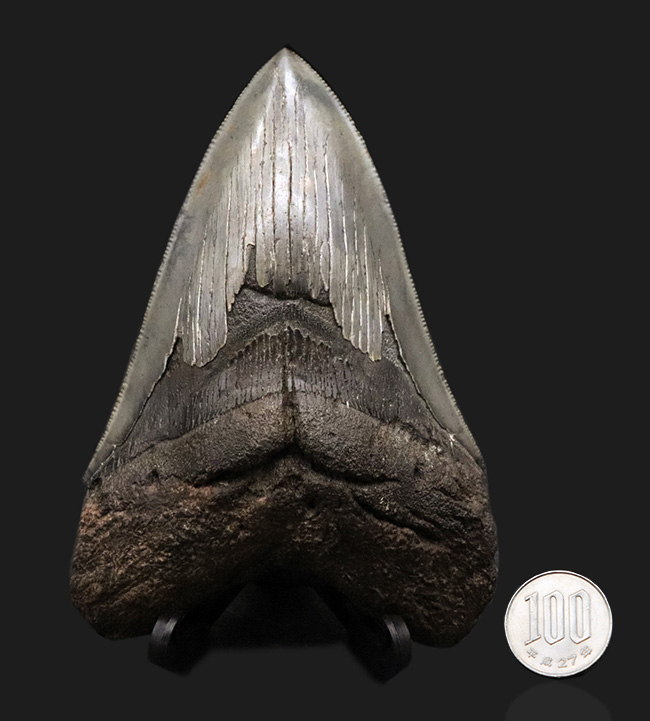 三拍子揃ったコレクショングレードの標本！見事な良形、ビッグサイズ、保存状態極めて良好な、メガロドンの歯化石（その13）